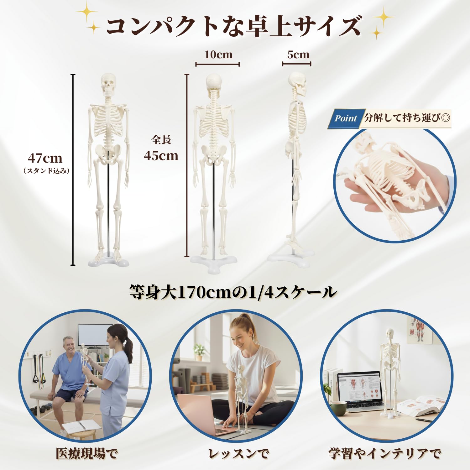 Amazon.co.jp: After7 1/4 全身 骨格模型 人体模型 ミニ 45cm 卓上